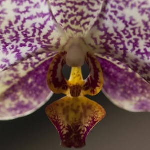 Phal nr20