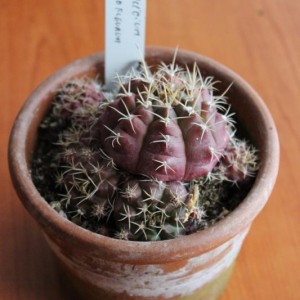 Gymnocalycium rosso