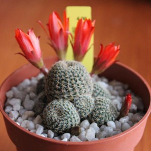 Rebutia heliosa