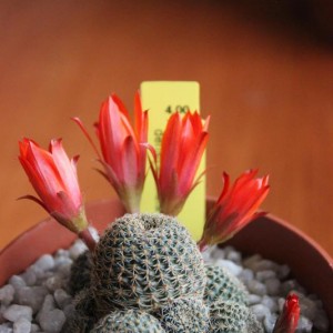 Rebutia heliosa