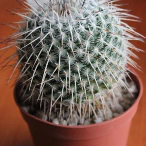 Mammillaria parkinsonii