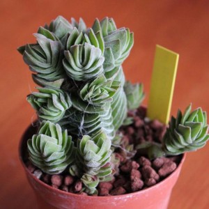 Crassula ‘Buddha’s Temple’