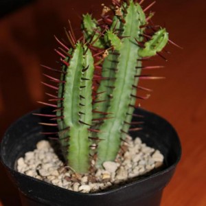 Euphorbia enopla