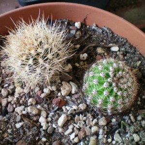 echinopsis e altra che non so