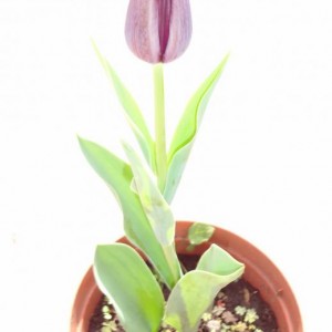 tulipano nero 2 (Copia)