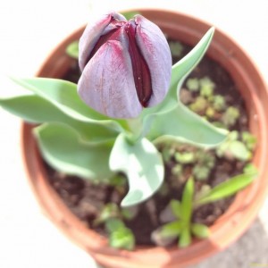 tulipano nero (Copia)