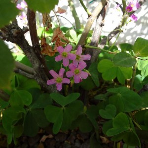 trifoglio   oxalis 3 (Copia)