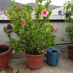 hibiscus rosa sinensis 1 (Copia)