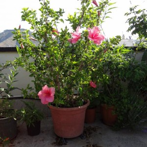 hibiscus rosa sinensis 2 (Copia)