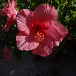 hibiscus rosa sinensis 3 (Copia)