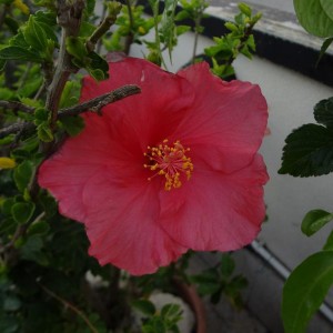 hibiscus rosa sinensis 4 (Copia)