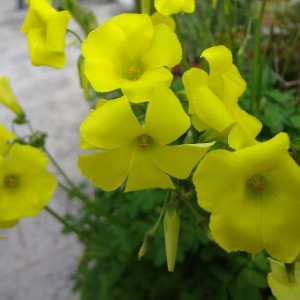 trifoglio   oxalis 2 (Copia)