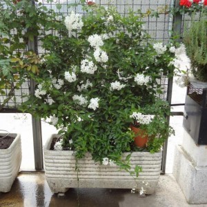 Solanum jasminoides 3 (Copia)