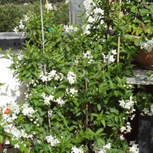 Solanum jasminoides 2 (Copia)