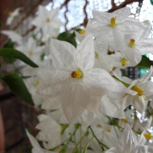 Solanum jasminoides (Copia)