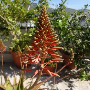 aloe (Copia)