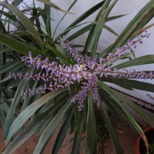 dracena 3 (Copia)