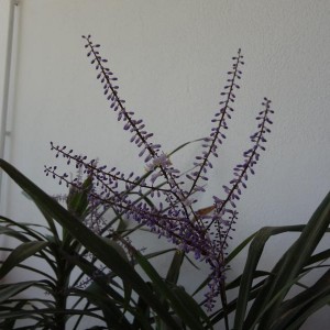 dracena 5 (Copia)