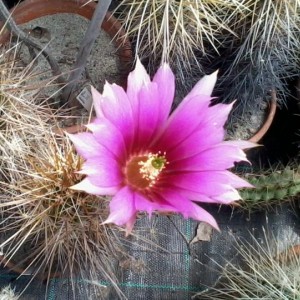 Echinocereus nicholii  2013 (6)