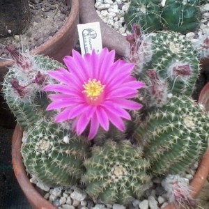 Echinocereus p. aguirrei MG 246,72  2013 (5)