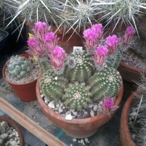 Echinocereus p. aguirrei MG 246,72  2013 (2)