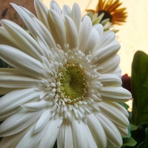 Gerbera