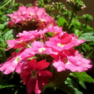 Verbena