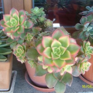 aeonium kiwi