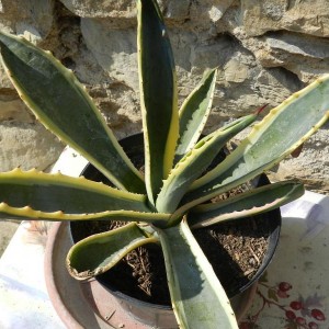 Agave americana marginata