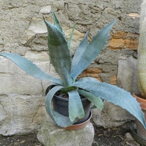 Agave ferox