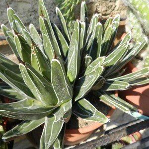 Agave victoriae reginae