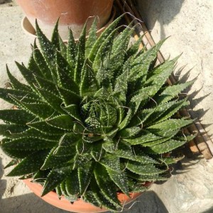 Aloe aristata