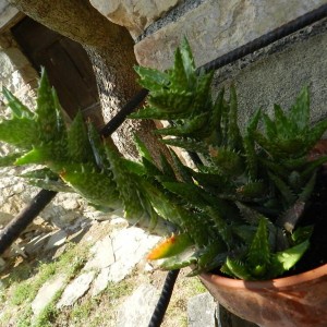 Aloe juvenna