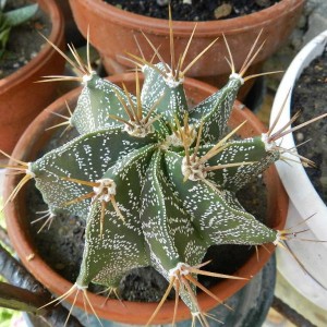 Astrophytum ornatum