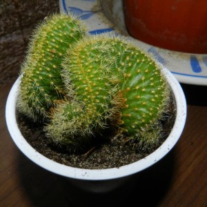 Borzicactus samaipatanus crestato