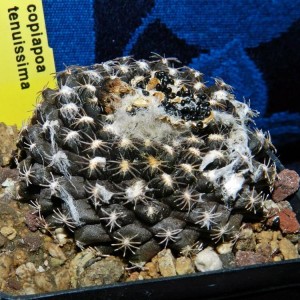 Copiapoa tenuissima