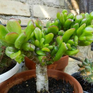 Crassula clavata hobbit