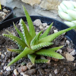 Haworthia attenuata