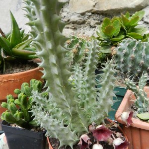 Huernia macrocarpa