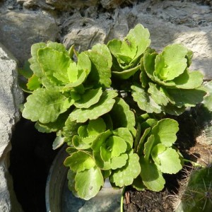 Kalanchoe blossfeldiana