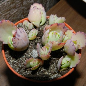 kalanchoe fedtschenkoi