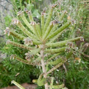 Kalanchoe tubiflora