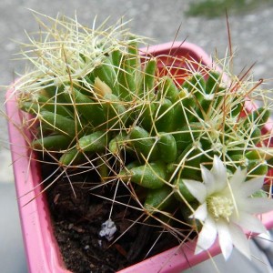 Mammillaria decipiens