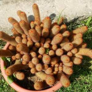 Mammillaria elongata ssp elongata