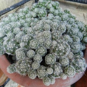 Mammillaria gracilis