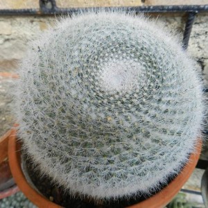 Mammillaria hahniana