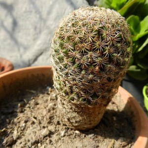 Mammillaria matudae