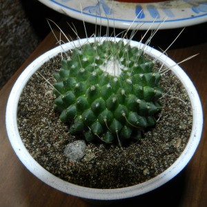 Mammillaria spinosissima 'un pico'