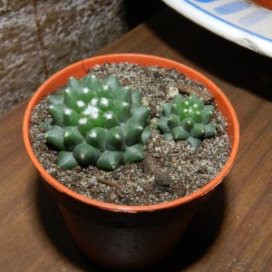 Mammillaria toluca