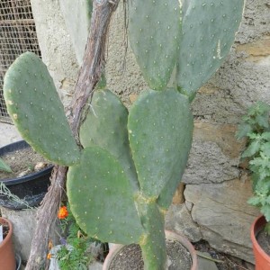 Opuntia ficus indica